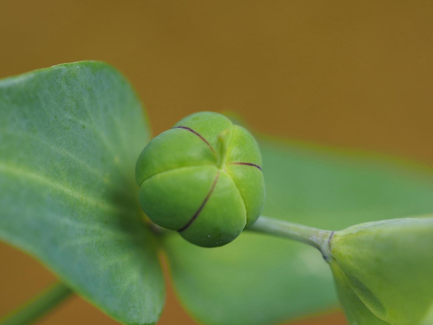 Spurge, Caper fruit